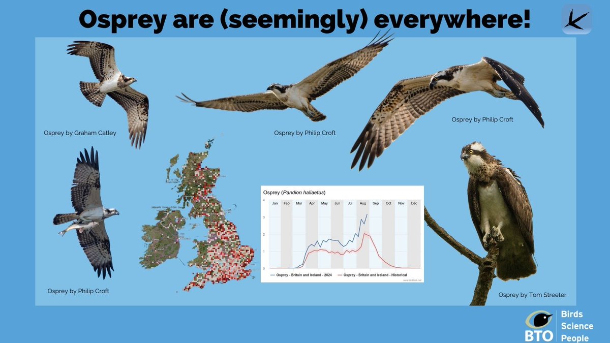The last week has seen Osprey recorded on the second highest percentage of complete #BirdTrack lists ever! With records coming in from over 200 BirdTrack Places!