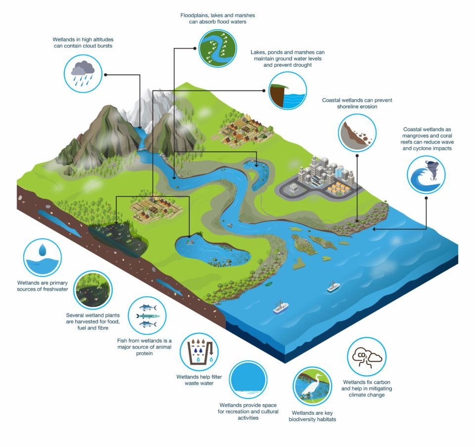 UN Biodiversity (@unbiodiversity) on Twitter photo Wetlands cover a small percentage of the earth’s surface, yet they are essential systems – they are the arteries and veins of the landscape. 🌱
👉 wetlands.org/wetlands/why-w…
Via <a href="/WetlandsInt/">Wetlands International</a> Wetlands cover a small percentage of the earth’s surface, yet they are essential systems – they are the arteries and veins of the landscape. 🌱
👉 wetlands.org/wetlands/why-w…
Via <a href="/WetlandsInt/">Wetlands International</a>