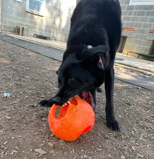 PetandHomeCare's tweet image. When the toy fights back, but you’re still winning! 😜🐶🎾 #dogdaycare #petandhomecare #PlaytimeFun