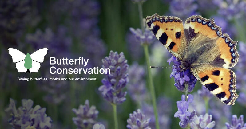 Butterflies bring more than warmth and color to our meadows -- they're vital indicators of biodiversity.  

Discover why these creatures matter and the crucial roles they play in our ecosystems. 🌍🦋

Via <a href="/savebutterflies/">Butterfly Conservation 🦋</a>