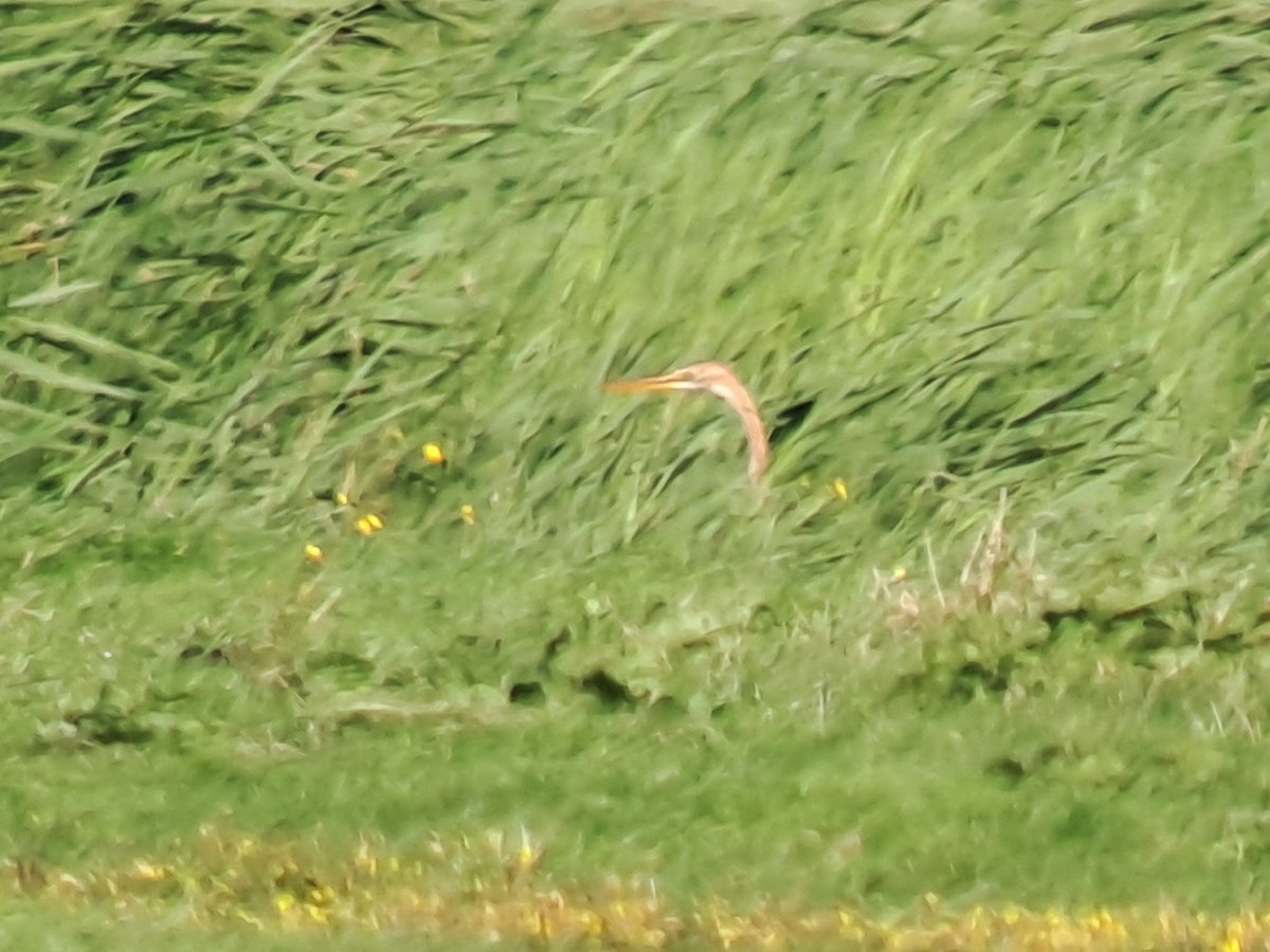 In verschillende terreinen van @landschapnh in de regio Westfriesland zijn we nu alweer druk in de weer om ze geschikt te maken voor het broedseizoen van weidevogels volgend jaar. Tussen de bedrijven door o.a. genoten van duizenden Goudplevieren en een Purperreiger.