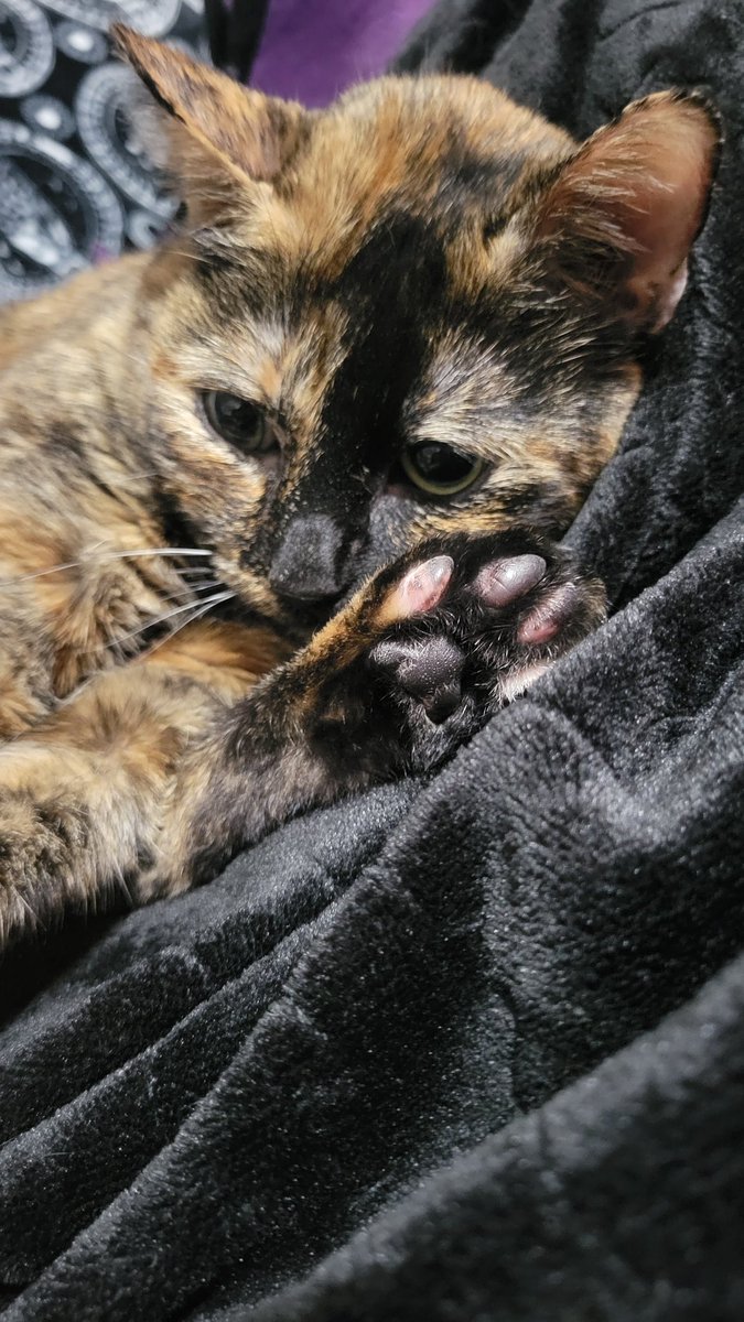 CathedralAudra's tweet photo. @EchosOfficial Nutmeg is glad https://t.co/qDOBh94bLF