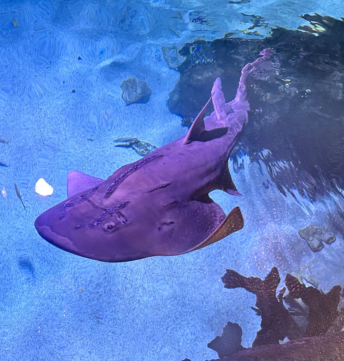NewportAquarium's tweet photo. Wave to Shan the NEW Shark Ray as you cross Shark Bridge during #SharkSummer! 👋 Shark Rays typically spend most of their time near the seafloor, but Shan enjoys swimming up to the surface to say hello. Become a Member now and enjoy 2 EXTRA MONTHS FREE: https://t.co/tShDkTLkpw https://t.co/6yqdfdn2OC