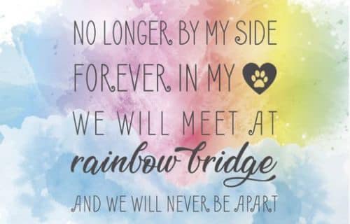 Today is Rainbow Bridge Remembrance Day. It is a chance for us to honor our pets that have passed and celebrate the lives that they lived.

#rampartnersllc #thelegacyapts #rainbowbridge