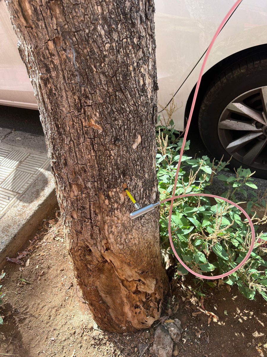 Realizando tratamientos de ENDOterapia Vegetal con ENDOplant contra Orthezia insignis, la cochinilla del croton o Jacaranda bug, plaga que afecta mayoritariamente a las jacarandas (Jacaranda mimosifolia) en las Islas Canarias.