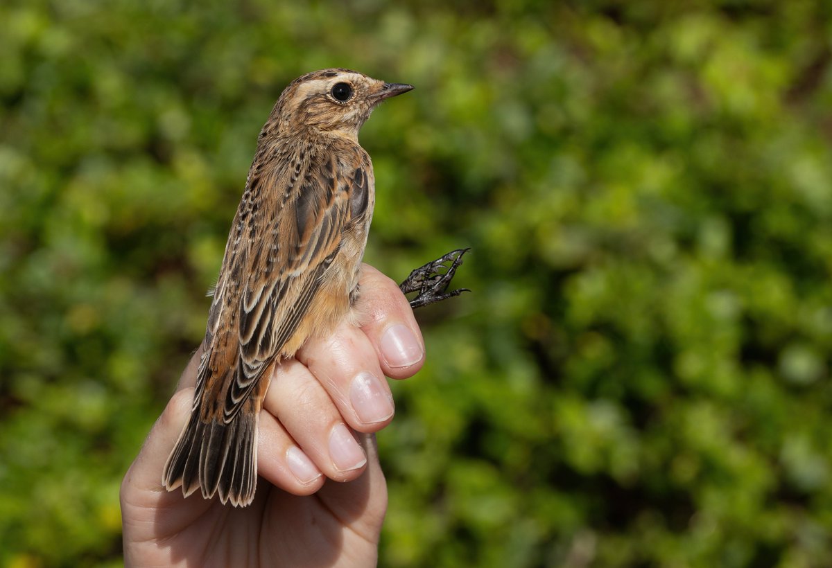Tom Wright (@tom_wright16) on Twitter photo A stunning Whinchat spring trapped out in front of the Observatory this afternoon. <a href="/DungenessBO/">Dungeness Bird Observatory</a> A stunning Whinchat spring trapped out in front of the Observatory this afternoon. <a href="/DungenessBO/">Dungeness Bird Observatory</a>