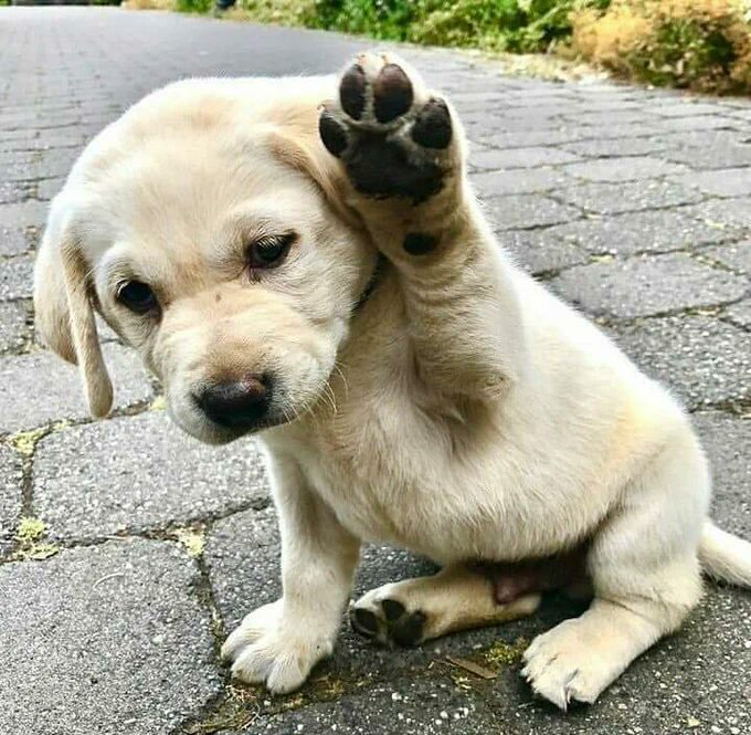 guardiacivil's tweet photo. Que levante la pata 🖐 (me gusta, comparte, comenta) el que adquirió un cachorrito y no lo abandonó / abandonará nunca.
#YoSiPuedoContarlo https://t.co/uElDH71xDB