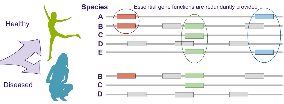 panphlan's tweet image. How much functional redundancy exists in microbial communities? And what key functions are redundantly provided to support a healthier gut microbiome?
Happy to meet and exchange ideas at the⁦ Evolutionary Biology Congress #SIBE2024, Naples! See you there!
sibe-iseb.it/napoli2024