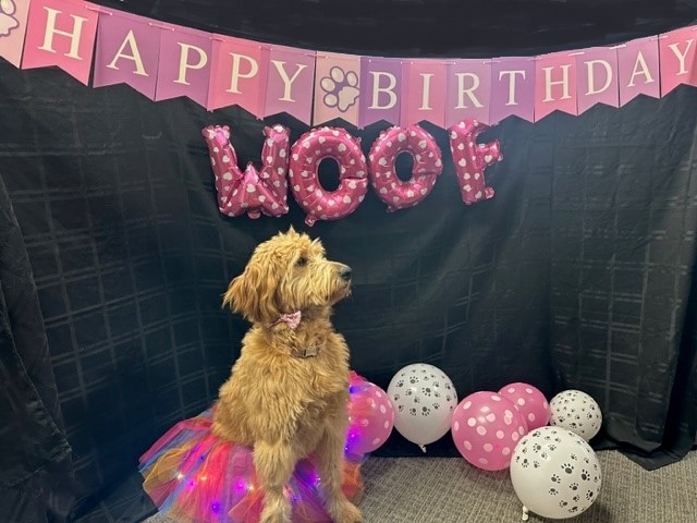 collectsupport's tweet image. "Happy birthday 2 me!"
#2cute
#notsoterrible2s
#winniewednesday