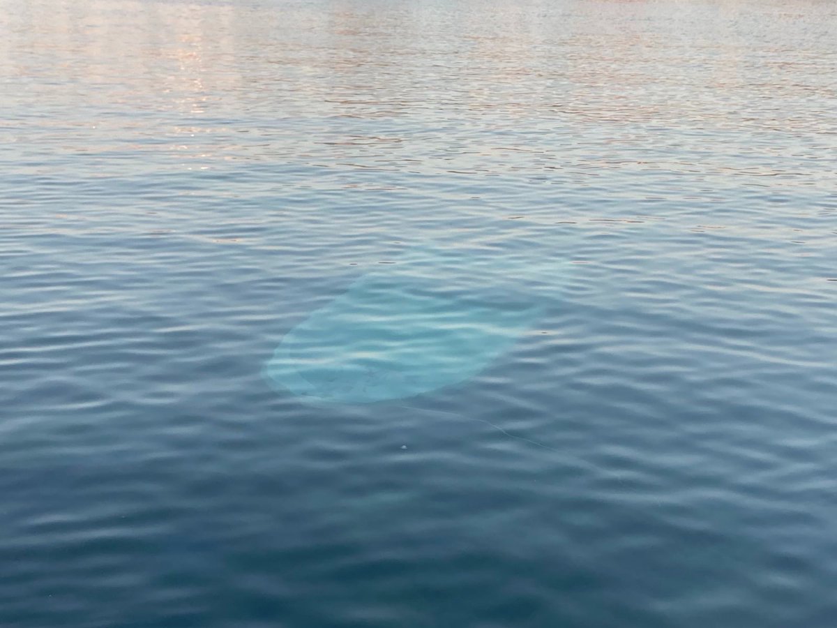 Maldusa_Project's tweet photo. FAR FROM "UNDER CONTROL" - Lampedusa in the last few months

From June to now, we have seen a significant increase in arrivals compared to previous months.

📎All artcile on our website https://t.co/BgLVACUy8v