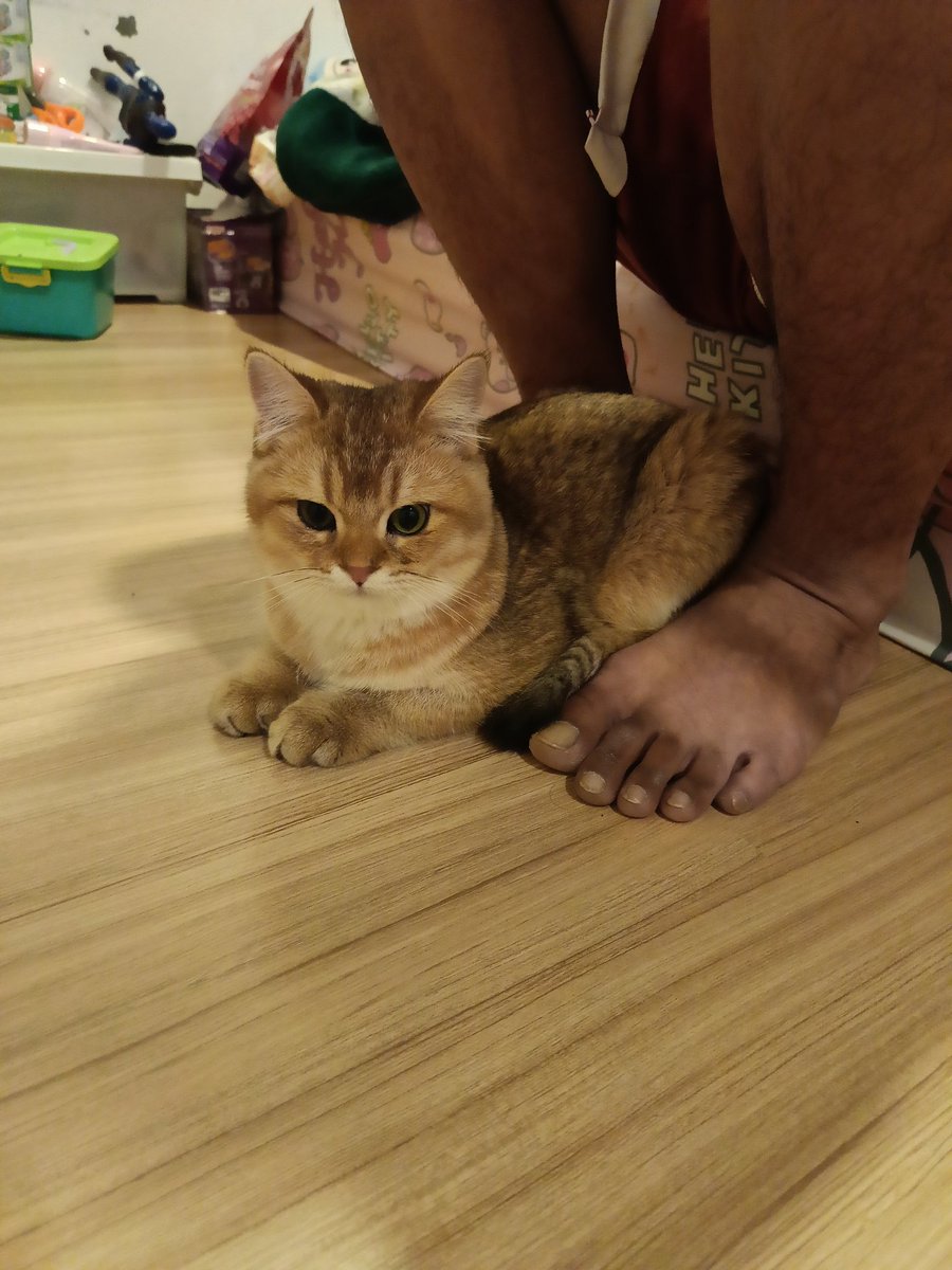 sarelanut's tweet photo. ไอต้าวอ้วง😼#ไจแอนท์เอง https://t.co/wQrirP04ua