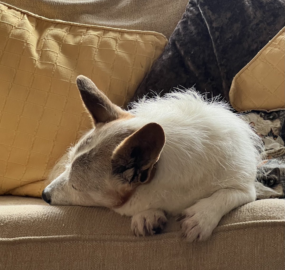 podweed's tweet image. When you’re still tired from yesterday🥺🐕
#RestingRoly
#SleepyDoggo