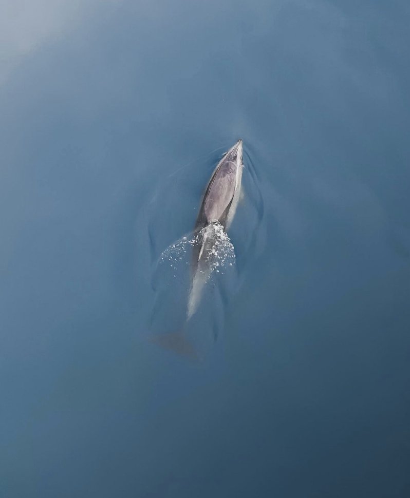 Montecito Inn tweet media