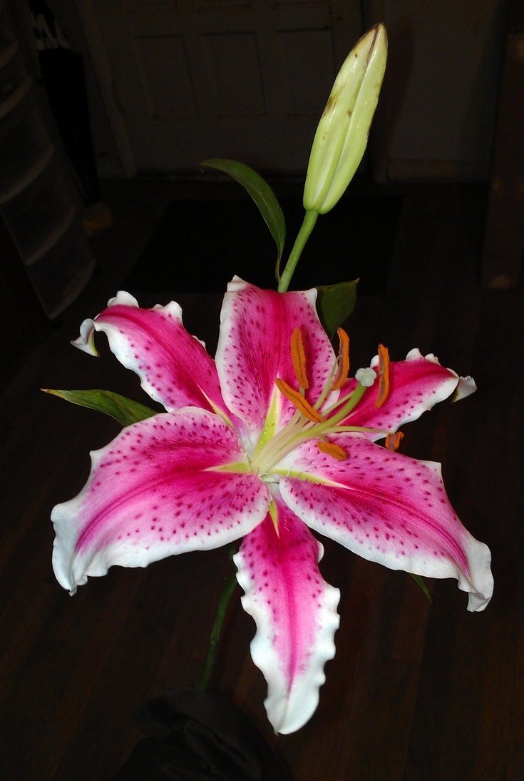 gal౨ৎ (@prtygal777) on Twitter photo 