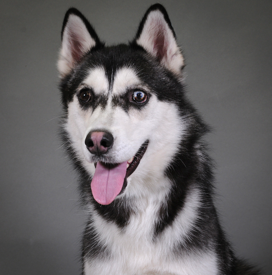 HoustonSPCA's tweet image. 🐾 Meet Some of Our Cutest Adoptables! 🐶🐱

We’re showcasing some of the most adorable dogs and cats at the Houston SPCA, all looking for their forever homes. Stop by and meet your new best friend—these cuties can’t wait to find a loving family! 💕#HoustonSPCA #AdoptablePets