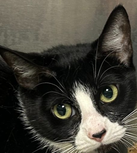 HoustonSPCA's tweet image. 🐾 Meet Some of Our Cutest Adoptables! 🐶🐱

We’re showcasing some of the most adorable dogs and cats at the Houston SPCA, all looking for their forever homes. Stop by and meet your new best friend—these cuties can’t wait to find a loving family! 💕#HoustonSPCA #AdoptablePets