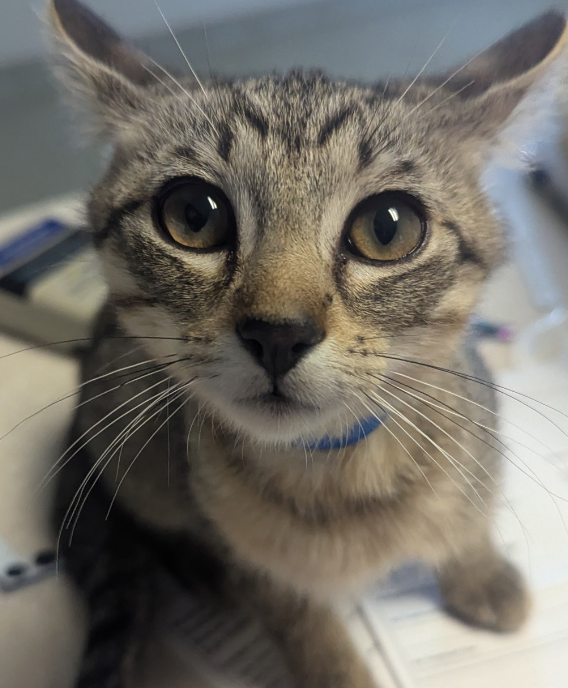 HoustonSPCA's tweet image. 🐾 Meet Some of Our Cutest Adoptables! 🐶🐱

We’re showcasing some of the most adorable dogs and cats at the Houston SPCA, all looking for their forever homes. Stop by and meet your new best friend—these cuties can’t wait to find a loving family! 💕#HoustonSPCA #AdoptablePets