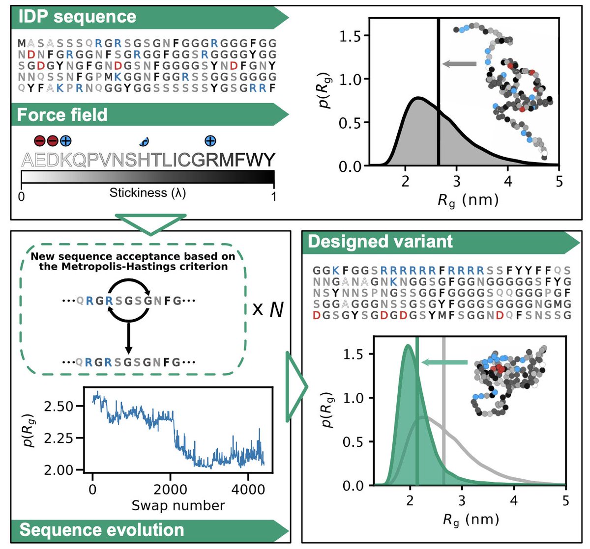 Our work on computational design of intrinsically disordered proteins is now out in Science Advances

We asked whether we could use molecular simulations and ML to design disordered proteins with specified properties of conformational ensembles 🍝

doi.org/10.1126/sciadv…