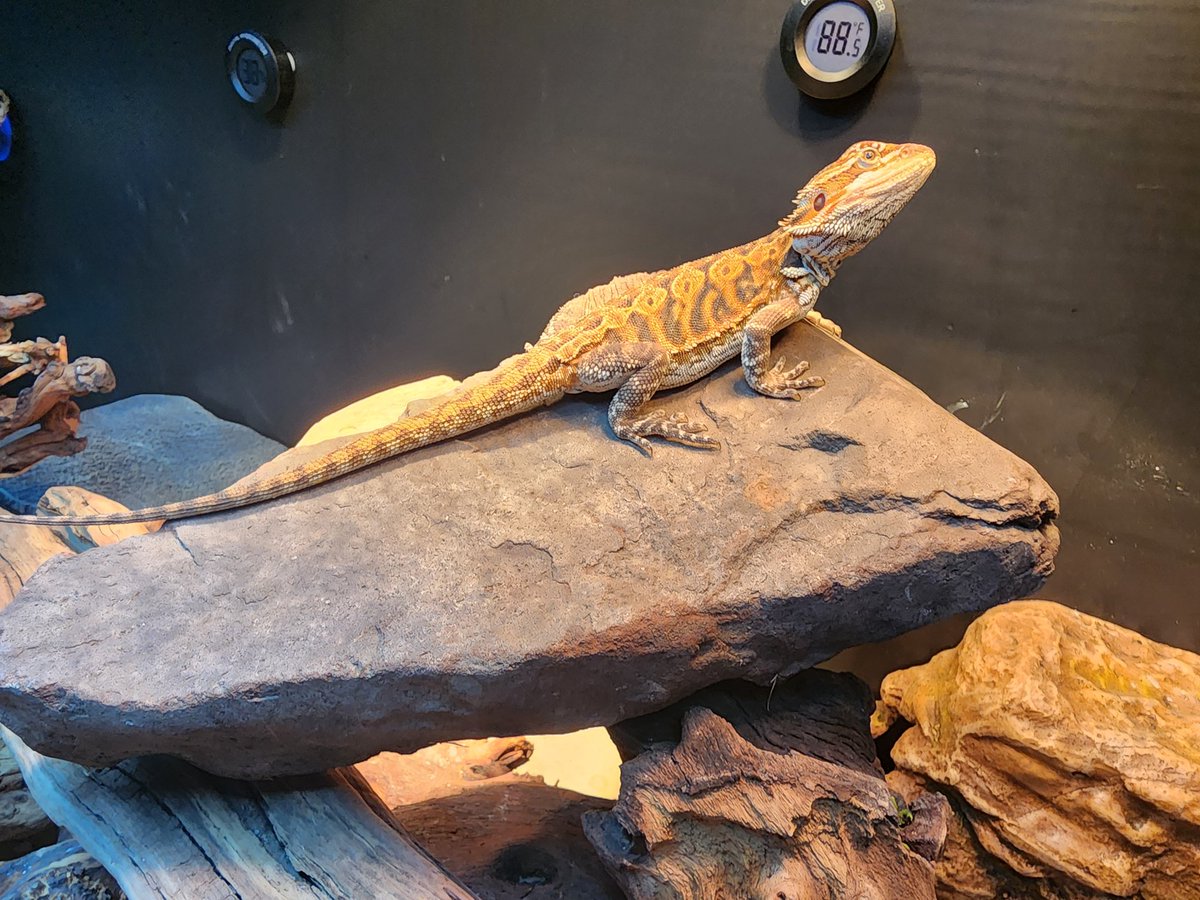 Hottest/only woman in my day to day life rn. Luckily she's perfect.