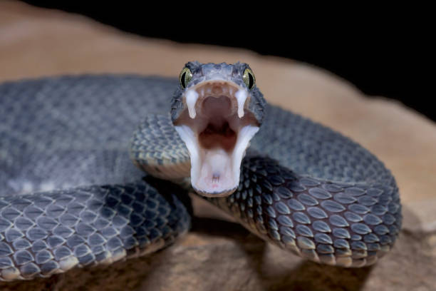 Snakes have different types of teeth depending on their diet. 

Click on this link to get the full story👇🏻

facebook.com/groups/3186086…