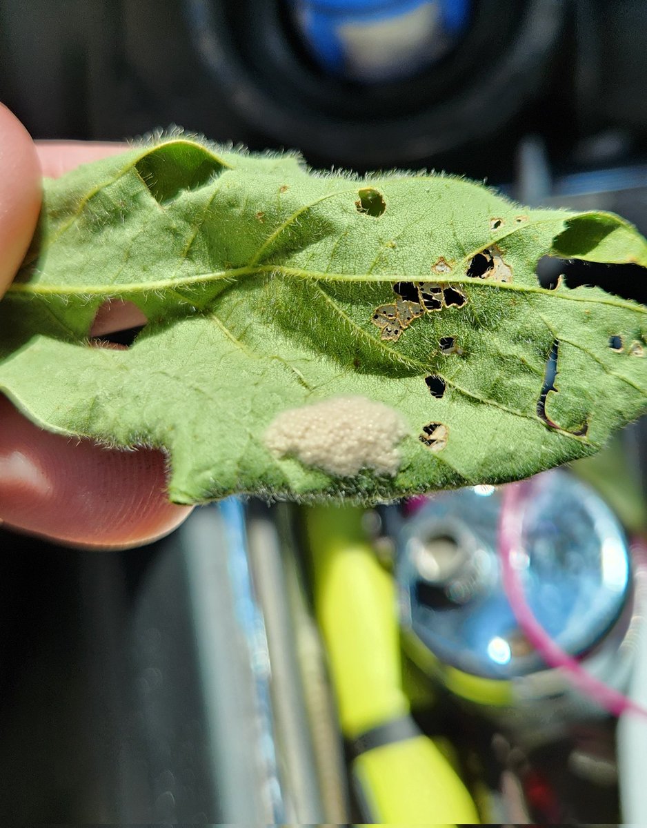 Jeremy Greene tweet media