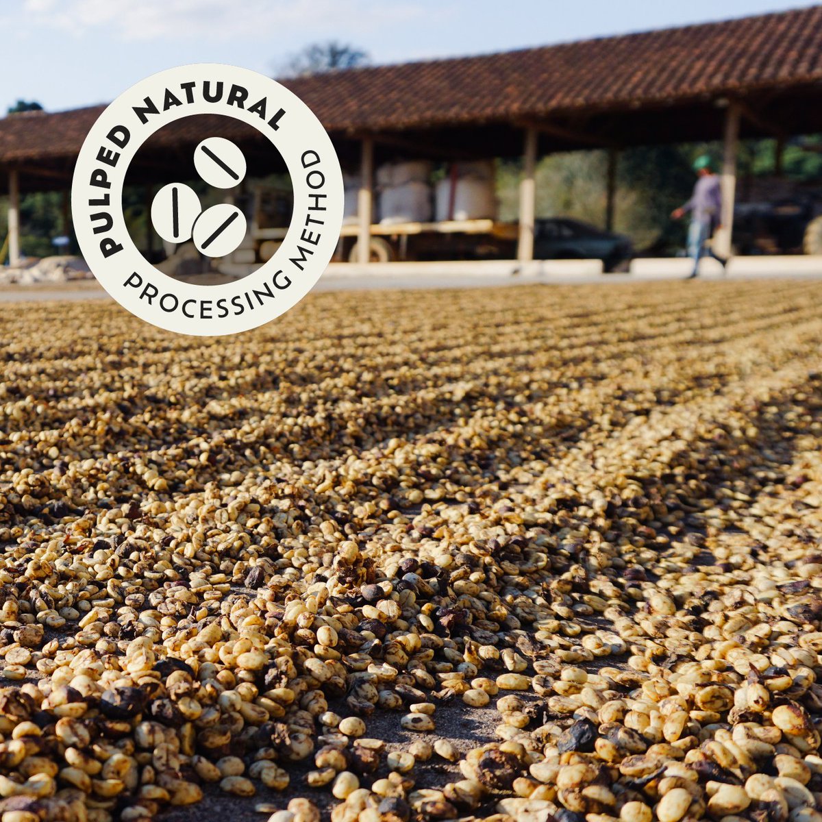 Casa Brasil Coffees tweet media