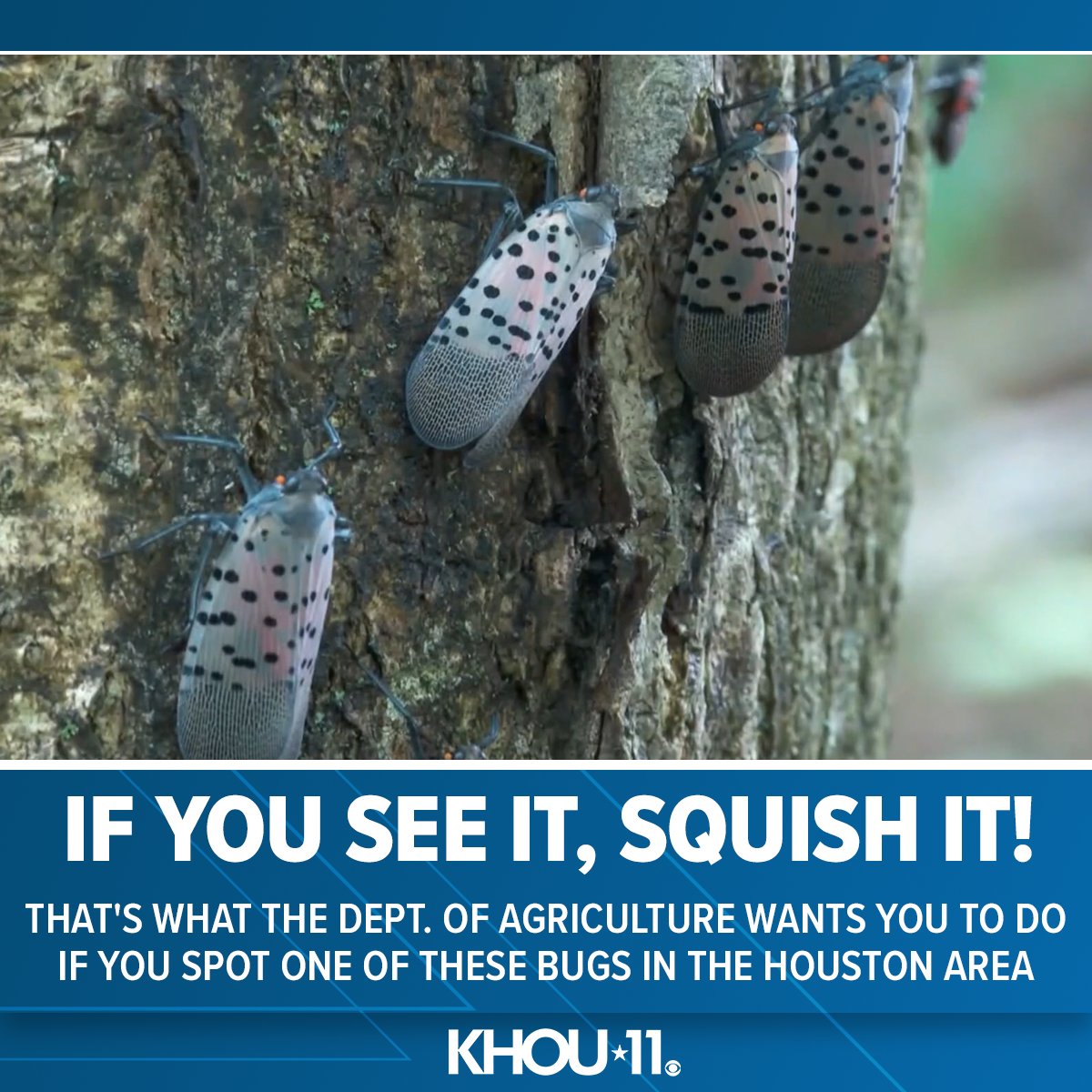 KHOU's tweet photo. If you see one, squish it. That's the guidance from the Department of Agriculture when it comes to the spotted lanternfly. More on this invasive species: https://t.co/rqIg6BdiMh https://t.co/ZhtniBPEpQ