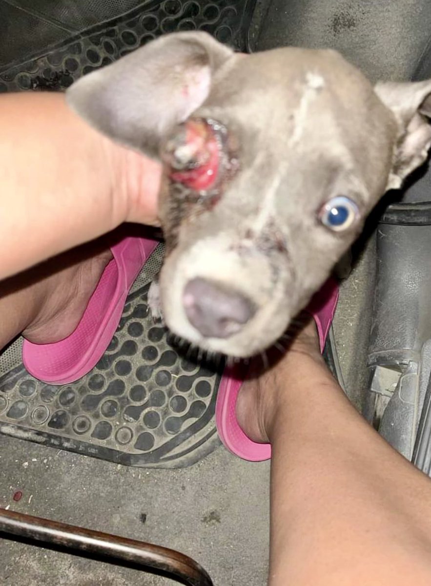 ⚠️⚠️Alguien que me pueda apoyar a localizar a este perrito en Gobierno Municipal de Juárez N.L. ⚠️⚠️La persona que comento que lo tenia, no responde mensajes. 
🥲Hasta el dia de ayer el inocente seguía sin recibir atención veterinaria.<a href="/VecinoJuarezNL/">Vecino de JuarezNL</a>