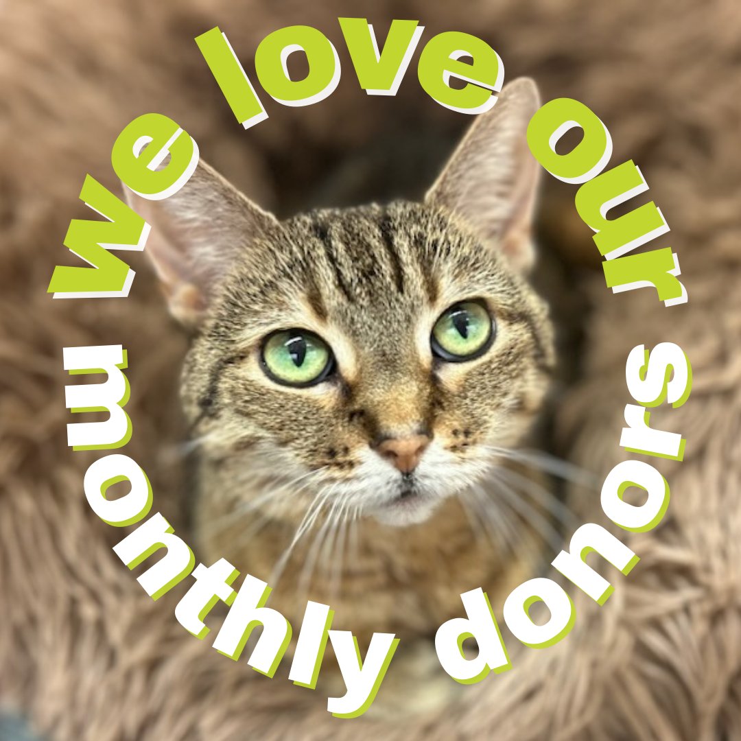 thepixieproject tweet media