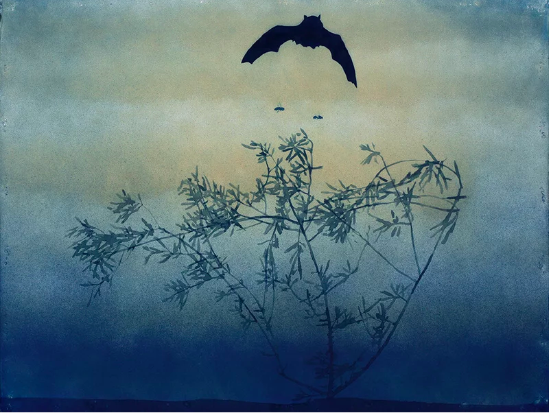 msabine900's tweet photo. @bats_ukraine @albertabats @Couchpotato_19 @VladiZhuravel #BatsInArt #Contemporary #American #CaseyRoberts
Casey Roberts (b. 1971)
A POEM ABOUT A BUSH, A BAT AND TWO BEES, 2023
Cyanotype on paper.
Have a vibrant and fragrant day. Be all ears ... https://t.co/Zf6vpVyJhZ