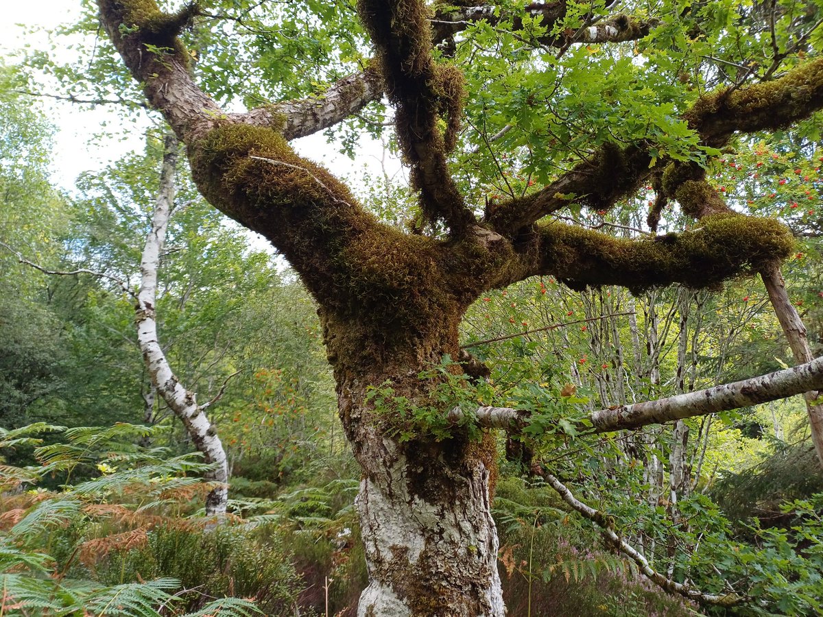 A very good population of the uncommon moss Antitrichia curtipendula on this oak tree in Easter Ross, Scotland, a couple of days ago. I first saw it on this tree in the 1990s. Long may it last!