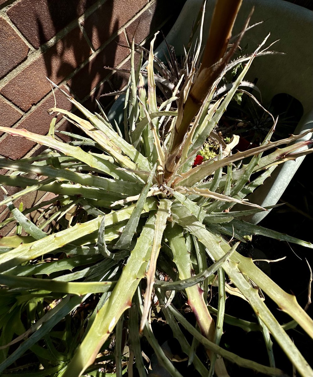acherontiadex's tweet photo. Hechtia argentea all out now - flowering rosette looks like it’s dying back but got an offset to fill the gap ! #bromeliads #hardybromeliads #bromos #hechtia https://t.co/O20FGqU542