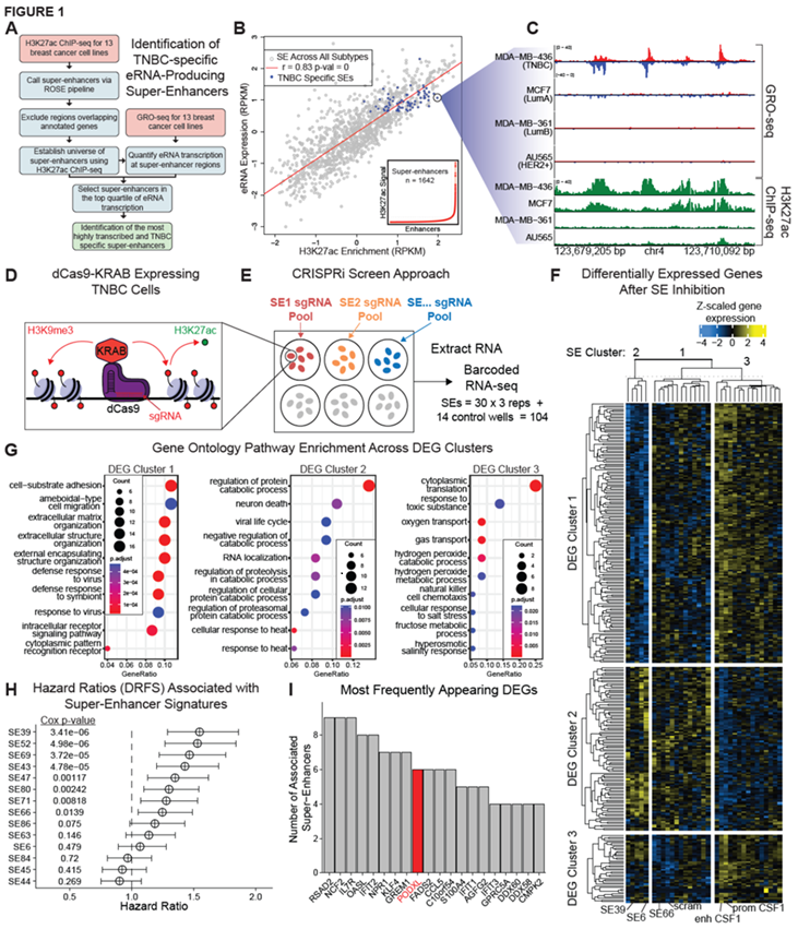 Cancer Research (@cr_aacr) on Twitter photo #OnlineFirst in the Computational Cancer Biology and Technology section—CRISPR Screening of Transcribed Super-Enhancers Identifies Drivers of #TNBC Progression, by <a href="/TheHectorFranco/">Hector L. Franco, PhD</a> et al.
bit.ly/4cJPWU0
<a href="/RegnerMJ/">Matt Regner (he/him)</a> <a href="/UNC_Lineberger/">UNC Lineberger</a> #CompBio #OnlineFirst in the Computational Cancer Biology and Technology section—CRISPR Screening of Transcribed Super-Enhancers Identifies Drivers of #TNBC Progression, by <a href="/TheHectorFranco/">Hector L. Franco, PhD</a> et al.
bit.ly/4cJPWU0
<a href="/RegnerMJ/">Matt Regner (he/him)</a> <a href="/UNC_Lineberger/">UNC Lineberger</a> #CompBio