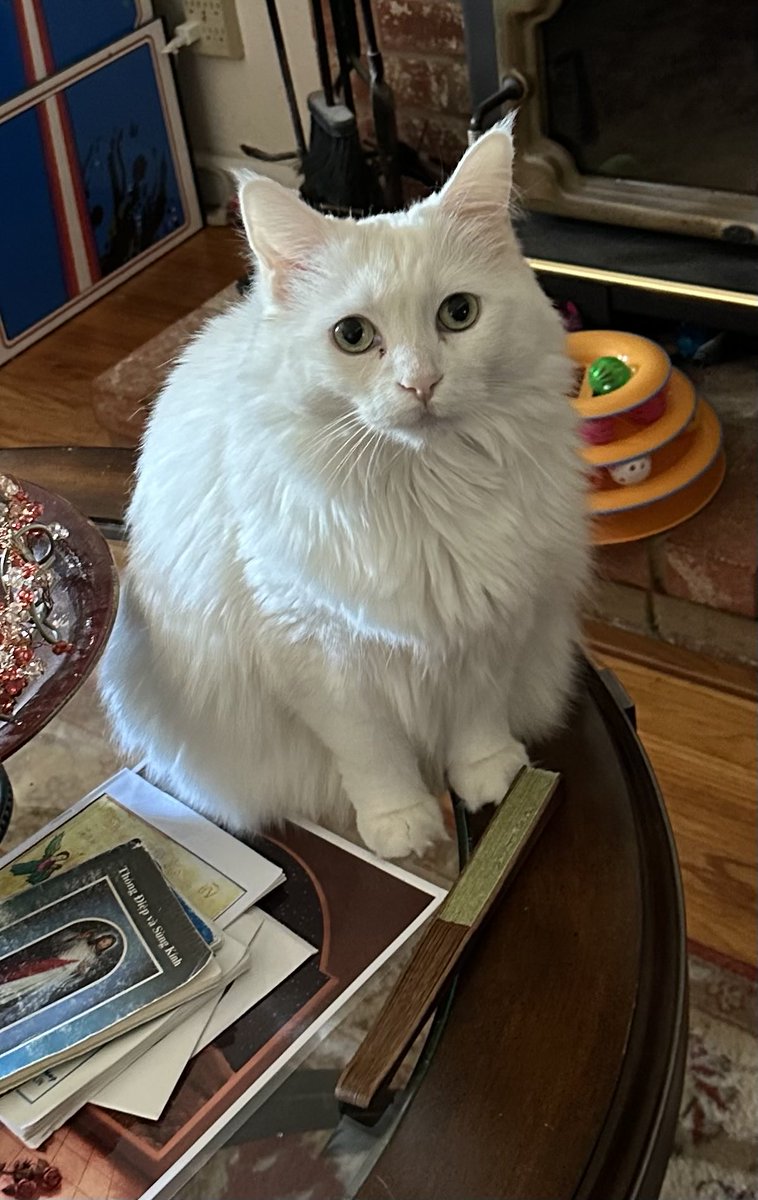 FriggnImmy's tweet photo. Moments before the fan’s doom. =^-^= https://t.co/tiRWvt0r0I