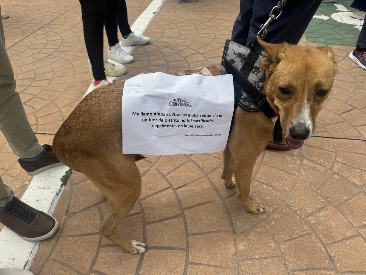 andradedelcorro's tweet image. Se llama Amparo, gracias a una sentencia que emitió un Juez de Distrito en un juicio de derechos promovido por una organización civil, no fue sacrificado. 
Hasta los canes lo saben:
¡Si México se informa, no pasa la reforma!
@CJF_Mx @SCJN #NoALaReformaAlPoderJudicial