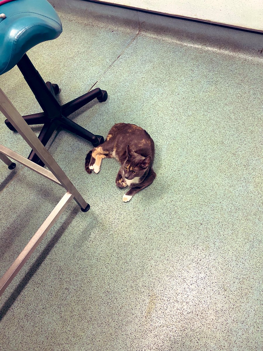 KittensCam's tweet photo. Here’s #thinLizzie in the vets office, making herself useful by taking notes and lying in the most inconvenient spot she can find 😹
#fairycatmother #kittenCam #kittensofX #catsofX #adoptdontshop #cats #kittens #cute #fosteringsaveslives #kittensofinstagram #catsofinstagram 🐾 https://t.co/7T2OYexdfD
