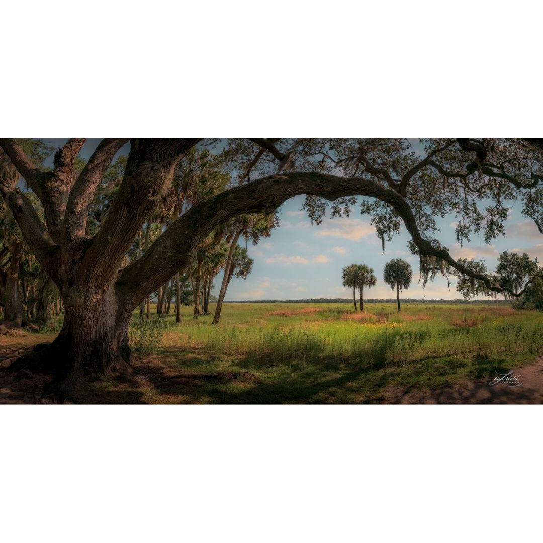 LieslWalsh's tweet photo. Bring the beauty of #nature and the feeling of #oldflorida into your #home with #prints of #myakkariverstatepark.
https://t.co/3rB5ABTld1
#myakka #florida #preservenature #landscapephotography #srq #myakkacity #sarasota #liveoaktree #floridawallart https://t.co/zL6nfPGuwp