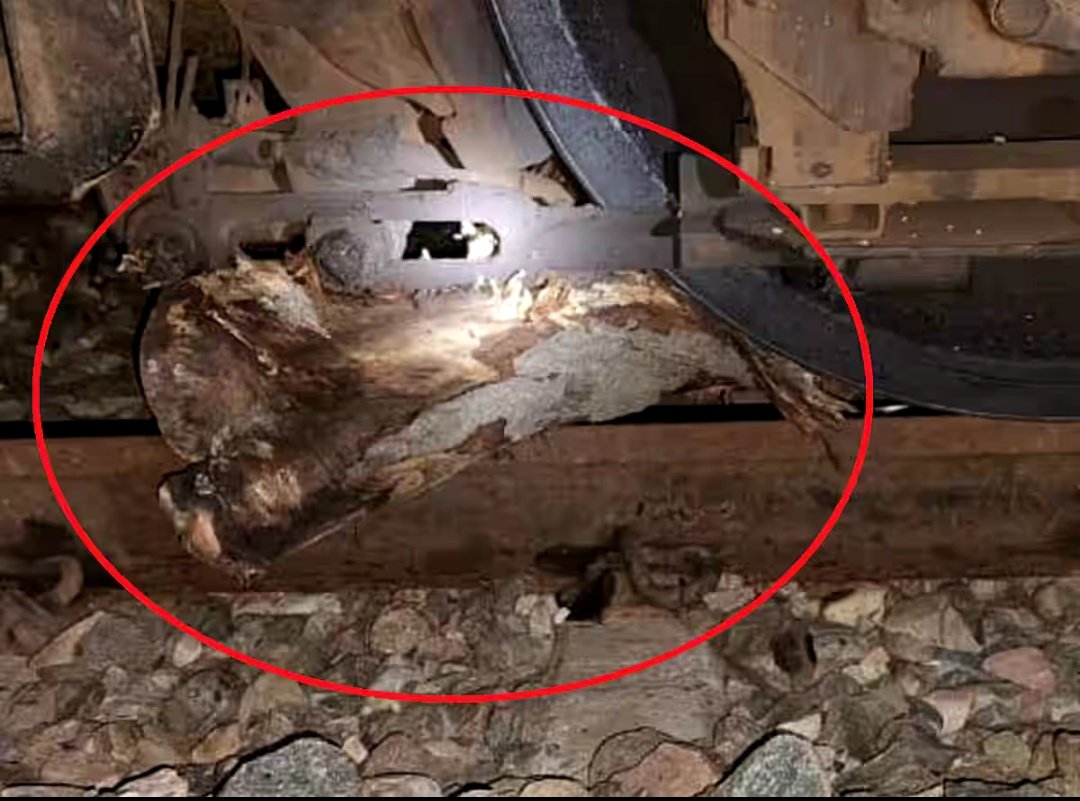 टल गया बड़ा रेल हादसा!

रेल ट्रैक पर रखा मिला 137 सेंटीमीटर लंबा 30 किलो का लकड़ी का कट्ठा!

फर्रुखाबाद जिले के भदासा रेलवे स्टेशन के पास रात में दिखा लकड़ी का कट्ठा।

कासगंज-फर्रुखाबाद एक्सप्रेस को पटरी से उतारने की साजिश!

लकड़ी का लट्ठा इंजन के अगले हिस्से में फंस गया, जिसके