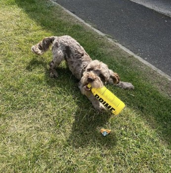 millypod1's tweet photo. ๐27 AUG 2024 #Lost REMY #ScanMe #Tagged
YOUNG Merle Cockerpoo Male
Has a collar with bell on.
#Hemsby #Norfolk #NR29
Last seen on sand dunes near Hemsby Beach Holiday Park.
https://t.co/NKYfKDgbye https://t.co/CoebRqSKFo