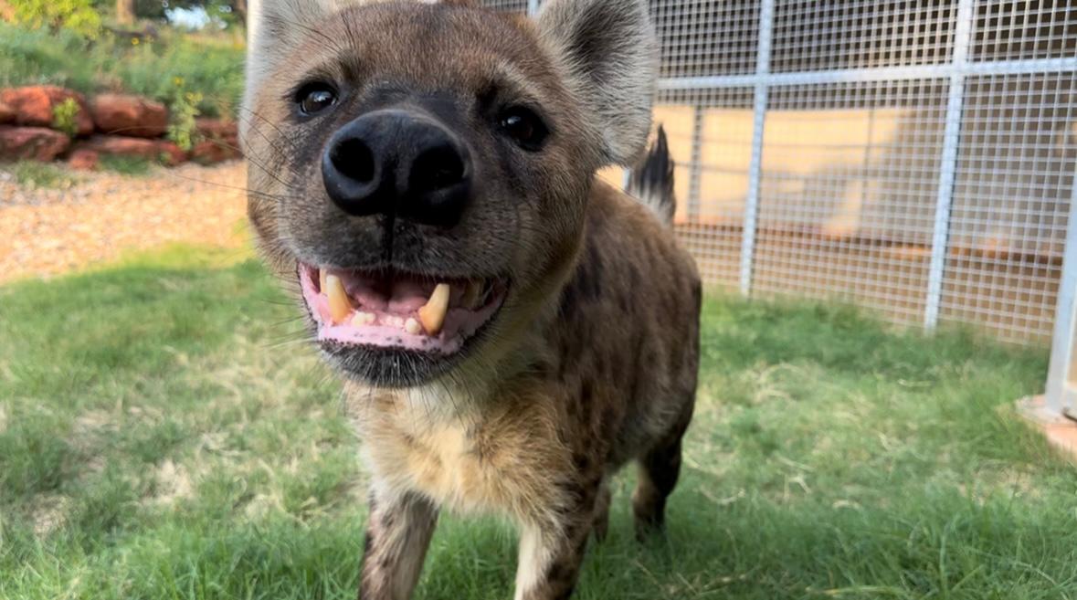 Smiling because we're halfway through the week!

📷: Caretaker Mandi

#okczoo #hyenas #cuteanimals #zooanimals