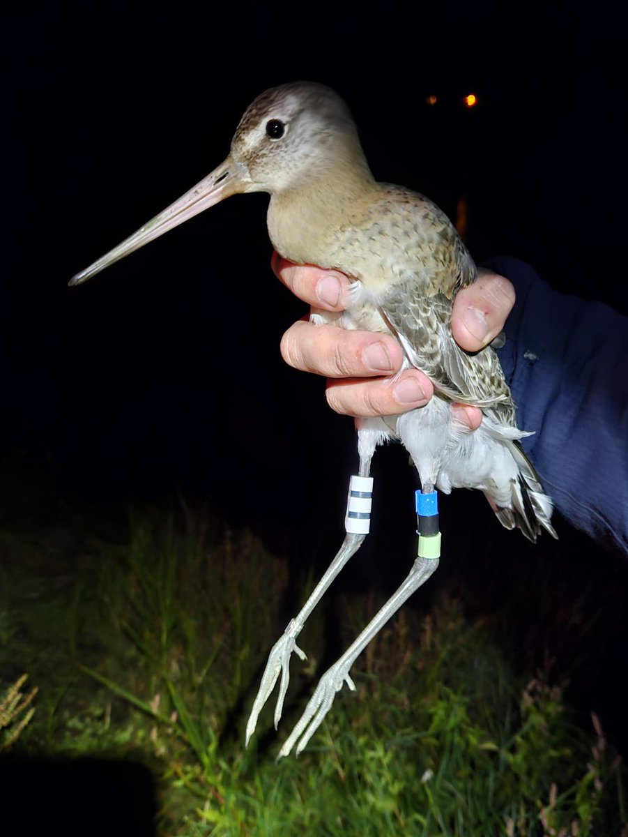 SamBayley2's tweet photo. First proper wader catching attempt of the season at Clogheen Marsh last night. Pretty poor return with just 6 birds, but never disappointed with catching Black-tailed Godwit and Greenshank @_BTO @NPWSIreland @AlanMc_23 @BirdWatchIE @WaderStudy @bomah https://t.co/5pKviXH1Pi