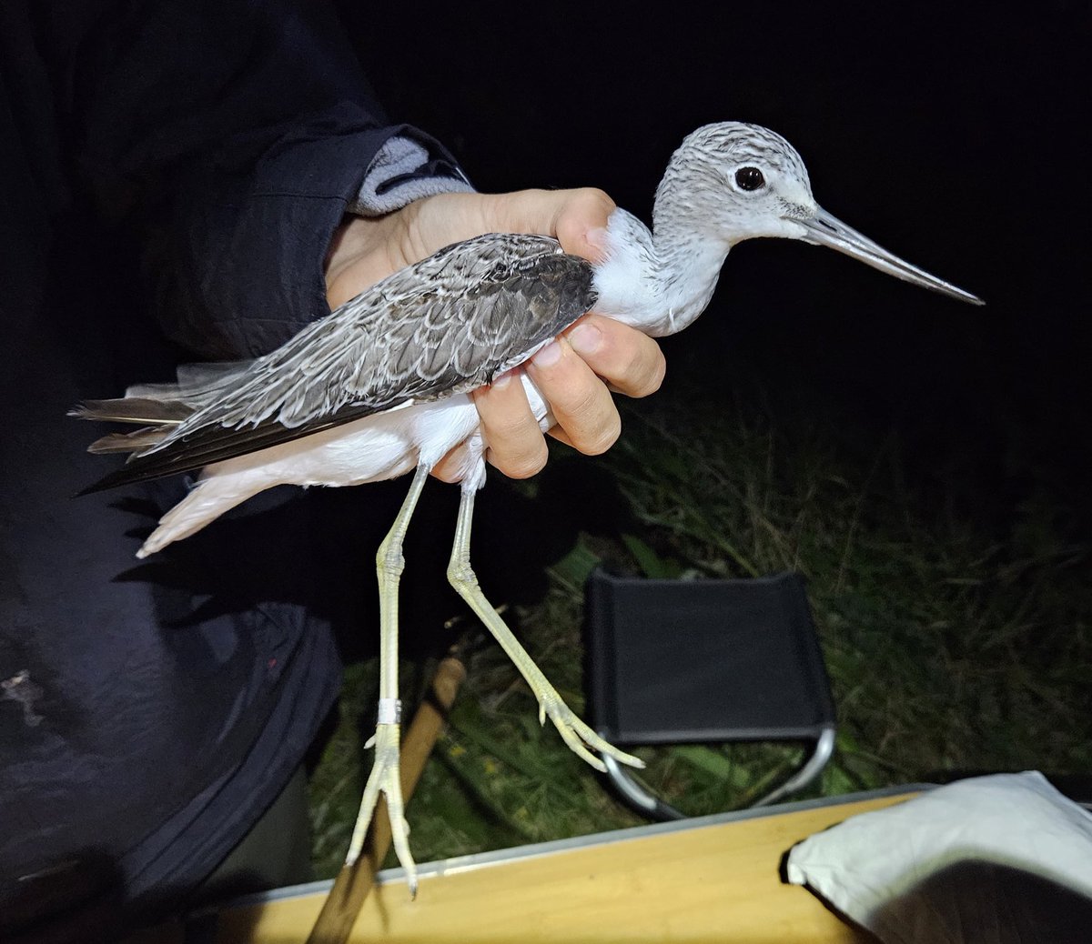 SamBayley2's tweet photo. First proper wader catching attempt of the season at Clogheen Marsh last night. Pretty poor return with just 6 birds, but never disappointed with catching Black-tailed Godwit and Greenshank @_BTO @NPWSIreland @AlanMc_23 @BirdWatchIE @WaderStudy @bomah https://t.co/5pKviXH1Pi