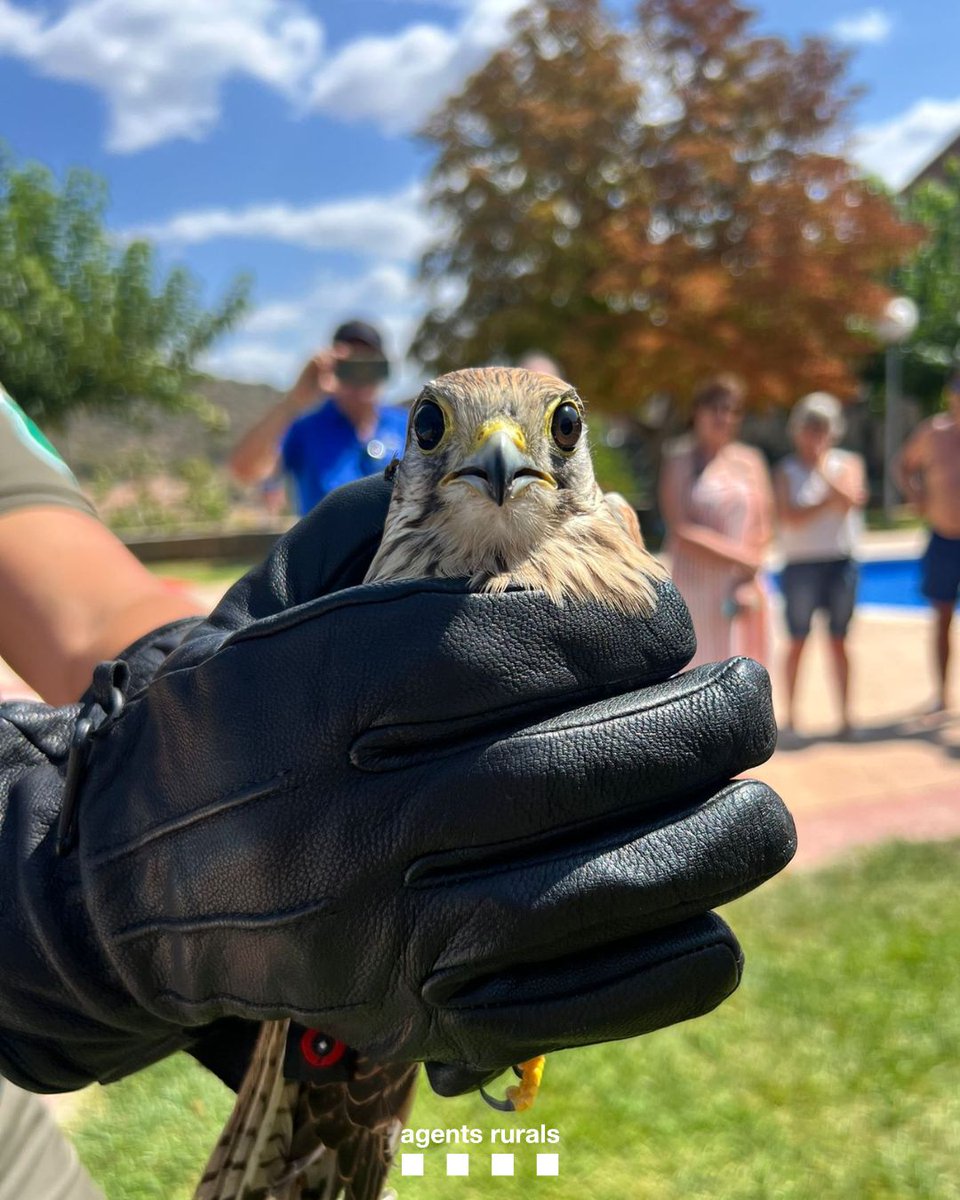 agentsruralscat's tweet photo. 🏊♀️Alliberem en un dia 18 ocells rapinyaires protegits a les piscines de 16 municipis de Les Garrigues.
🦉Es tracta de xoriguers i exemplars de mussol banyut i mussol comú del #CentreFauna Vallcalent.
🎓En el marc d'una marató d'educació ambiental d'estiu del programa EduCAR. https://t.co/c3LYr4Awpm