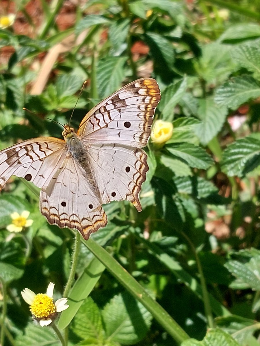 LuYoncee's tweet image. 🦋✨️🌼