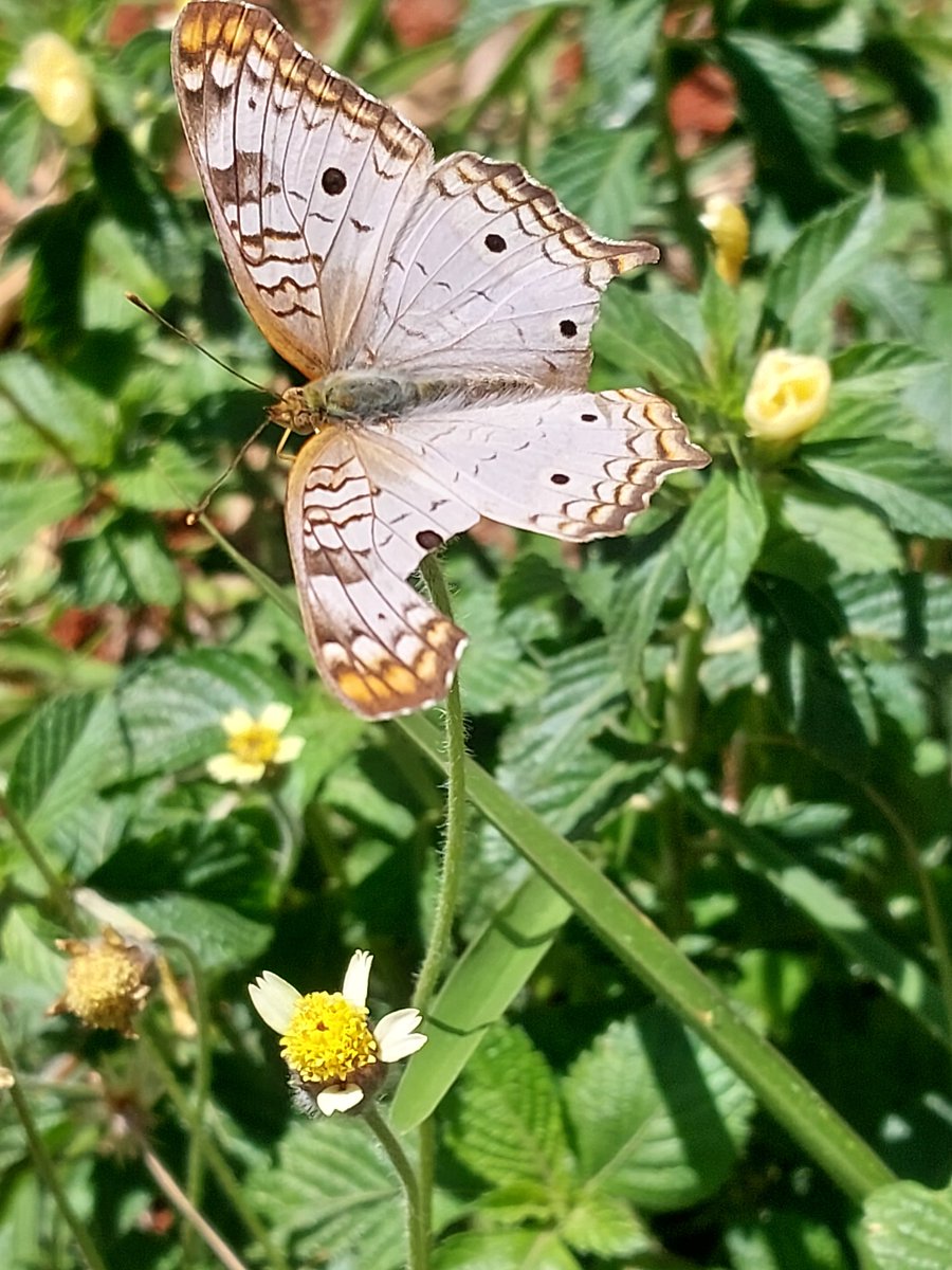 LuYoncee's tweet image. 🦋✨️🌼