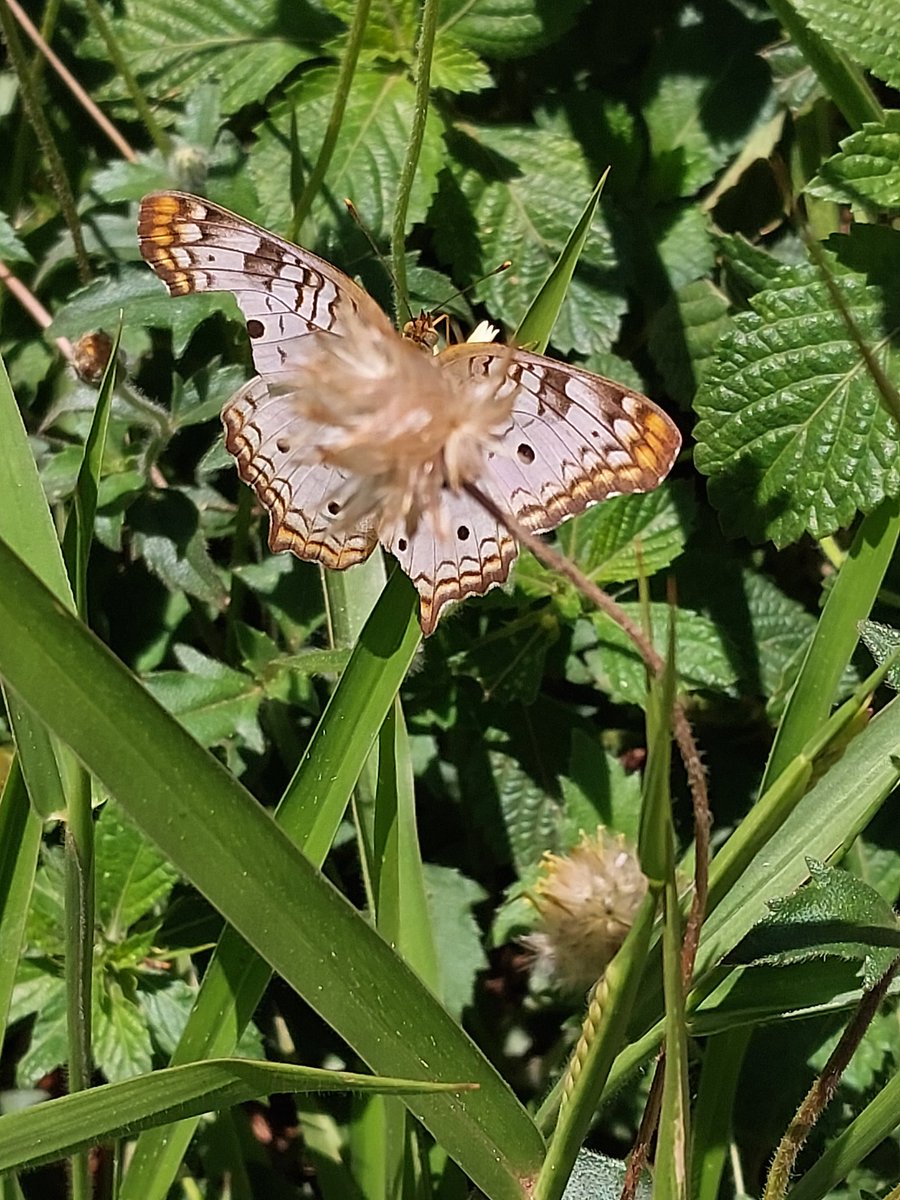 LuYoncee's tweet image. 🦋✨️🌼