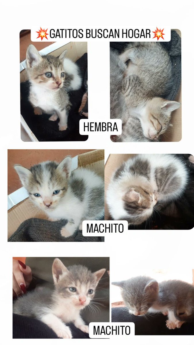 sady_moran's tweet photo. Me ayudan compartiendo porfavor? Les tiraron en mi casa y yo ya alimento 9 gatos 😭 no puedo mas https://t.co/tzWUoSf1DN