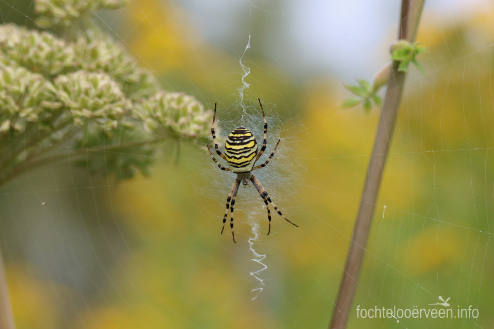 fochtelooerveen info tweet media