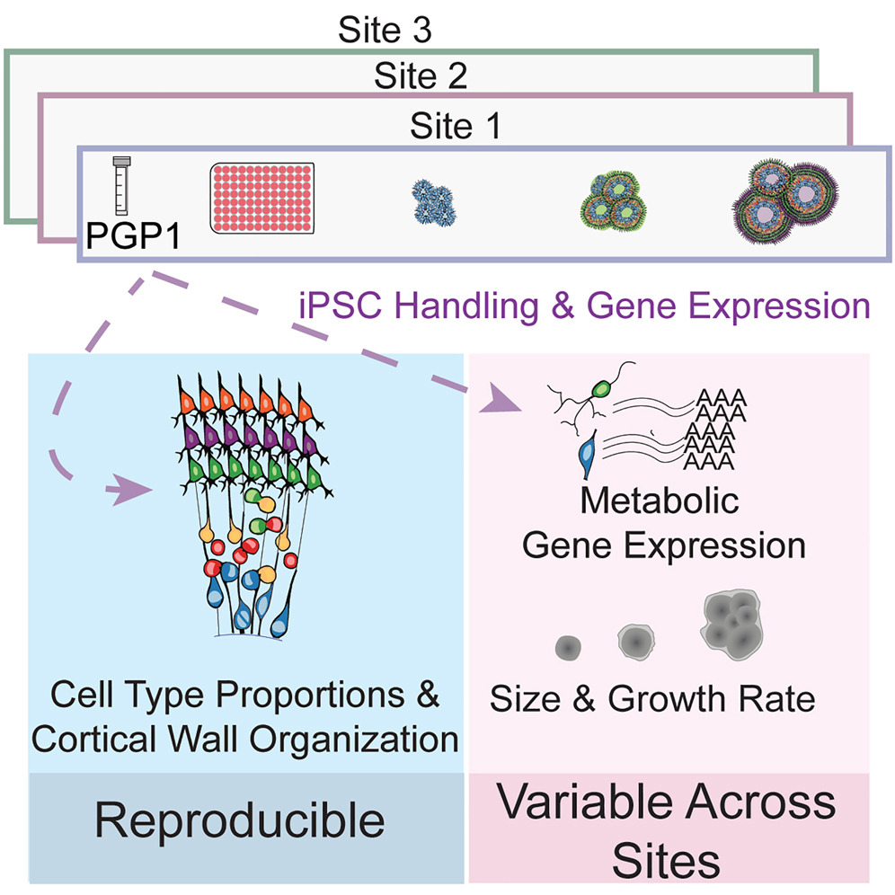 Organoid News (@organoidscience) on Twitter photo Dr. Jason Stein's lab (<a href="/jsteinlab/">Jason Stein</a>) at <a href="/UNC/">UNC-Chapel Hill</a> determined the cross-site reproducibility of human cortical #organoid 🧫 (hCO) differentiation using three independent research groups to assay hCOs in multiple differentiation replicates.
<a href="/stemcellreports/">StemCellReports</a> | bit.ly/4dDxaiJ Dr. Jason Stein's lab (<a href="/jsteinlab/">Jason Stein</a>) at <a href="/UNC/">UNC-Chapel Hill</a> determined the cross-site reproducibility of human cortical #organoid 🧫 (hCO) differentiation using three independent research groups to assay hCOs in multiple differentiation replicates.
<a href="/stemcellreports/">StemCellReports</a> | bit.ly/4dDxaiJ