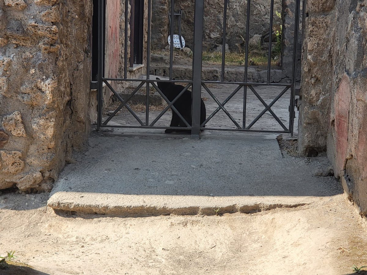 Kalgaer's tweet photo. Saw more cats yesterday at the ruins of Popeii and Herculaneum https://t.co/Tszq9uNIP6